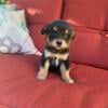 Finnish Lapphund mix puppies for sale