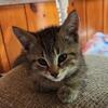 Tabby Kitten