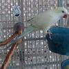 Quaker (Monk) Parakeet Discounted