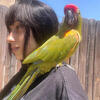 Looking to Purchase Macaws, African Greys, Cockatoos & Other Large Parrots