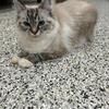 Tica registered female Ragdoll seal lynx female two years old .