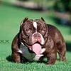 American bully