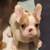 Frenchbull puppies,  fluffy carrier, 9 weeks old AKC registered, shots, and social 2000 to 2500