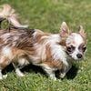 AKC Chihuahua Stud Service