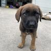 Puppy