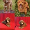 Red Toy Poodle Puppies