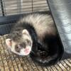 Healthy young female ferret 3 months old