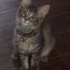 Mainecoon angora female kitten 4 months old female very loving