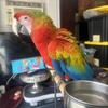 Macaw