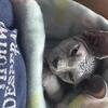 Sphynx