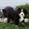 Bernese Mountain dog puppies in Indiana 