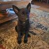 Black german shepherd puppies