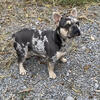 Lilac and Tan Merle French Bulldog for stud only