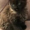 Black Smoke Maine Coon Kitten