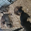 Full blooded male cane Corso pups