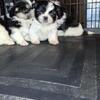 Registered Shih Tzu For Rehoming