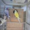 Indian ringnecks breeding pairs available houston area