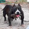 American Bully liquidation