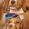 Tan Beagles