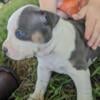 Female American Bulldog puppy for sale