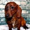 Mini Male Dachshund Sweet Boy