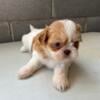 Adorable Shih Tzu puppies