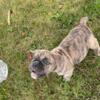 Olde English Bulldogge Puppies