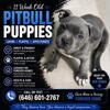 Loving Pitbull Puppies