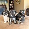 Shorkies