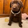 Labrador Retrievers Puppies!