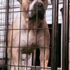 Xl bully available