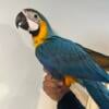 Blue and Gold Macaw Baby