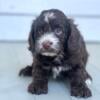 Miniature Cockapoo Puppies