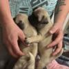 Full stock pug puppies - last two