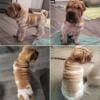 Shar-Pei Pup Needs his Forever Home 