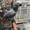 Young african Grey male and female