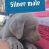 AKC REG LAB  SILVER MALE