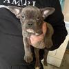 French bulldog puppy