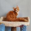 Fluffy Red Maine Coon Kitten 4 month