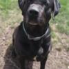 Black lab mix he very big 100lb.