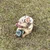 AKC Registered French Bulldog