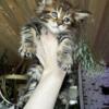 Russian import lines Maine coons two females