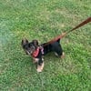 1 year old female yorkie for sale