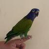 Blue Headed Pionus Male