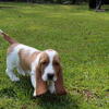 Basset Hound