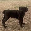Cane Corso Female Puppies