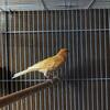 Mosaic Canaries