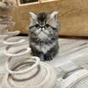 Beautiful Persian Kitten 