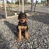 Airedale pups - Larger working type 60 - 80lbs