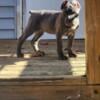  Beautiful Blue Brindle Female - ICCF